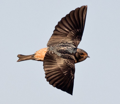 SA Cliff Swallow in flight